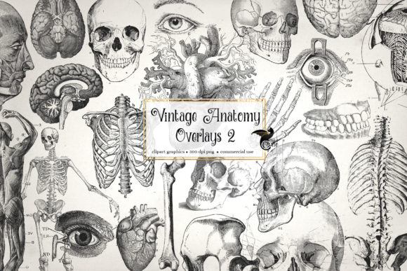 Unlocking Vintage Charm with Antique Anatomy Overlays Set 2